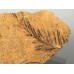 Taxodium dubium